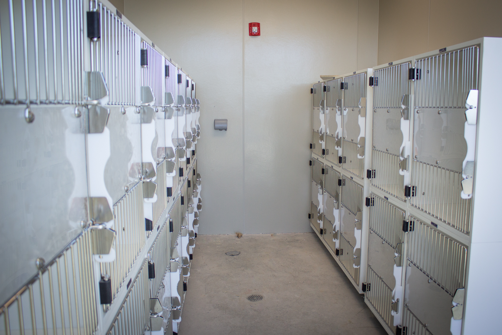 Photo of cat kennels in the shelter.