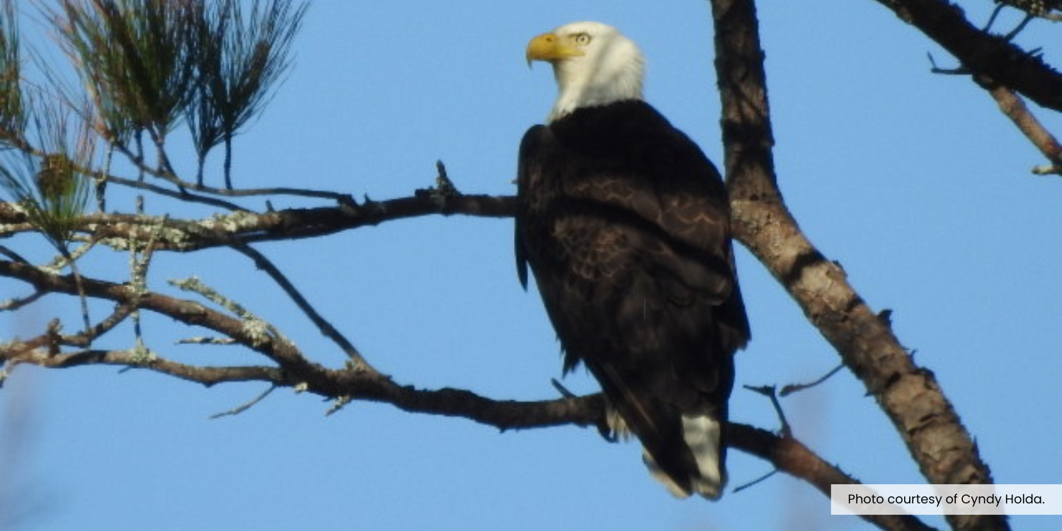 Image of a bald eagle sitting on a pine tree branch.