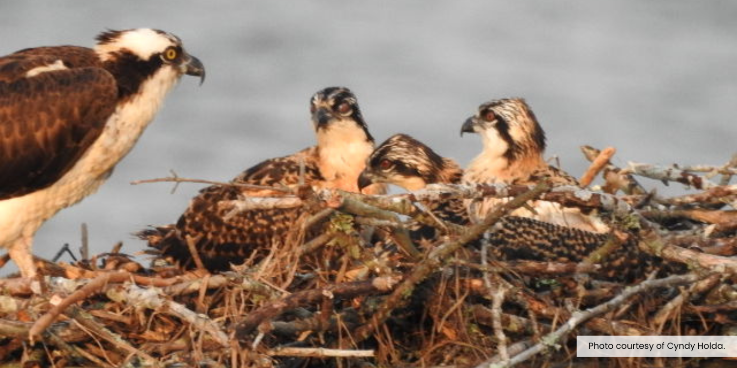 Image of an adult osprey feeding its babies in a nest.