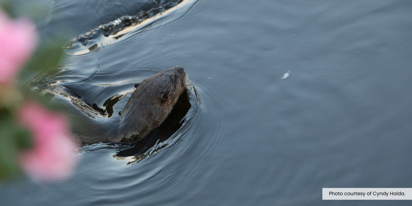 Image of an otter swimming.