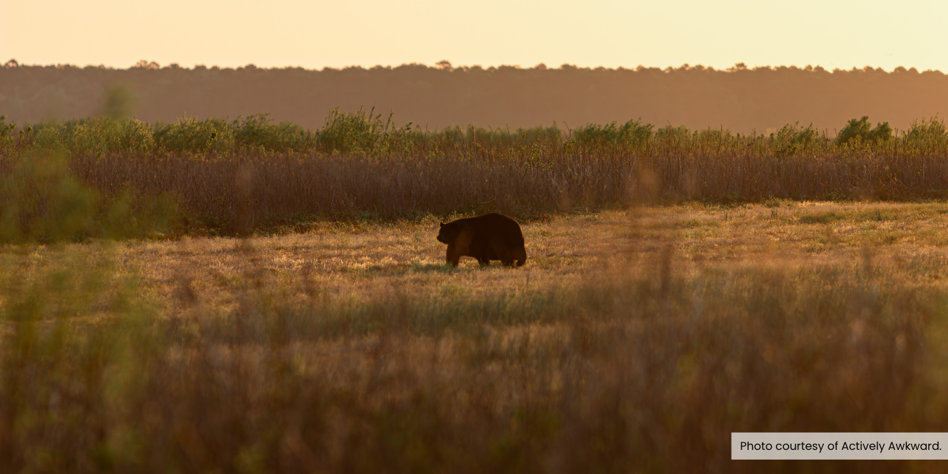 Image of a plump bear walking through a field. Photo courtesy of Actively Awkward.