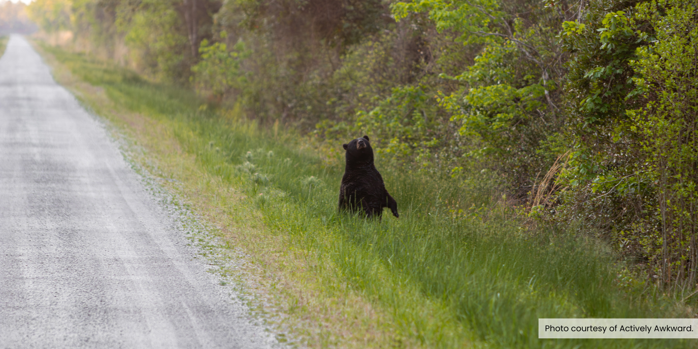 Image of a black bear standing beside a dirt road. Photo courtesy of Actively Awkward.